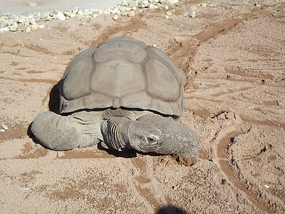 gray tortoise on sand thumbnail