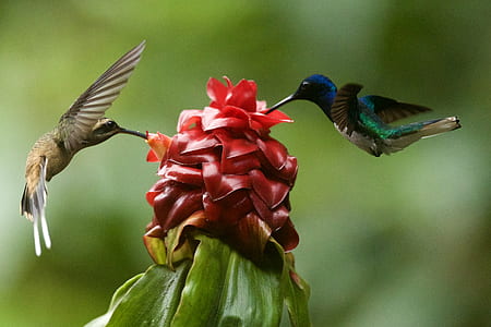 two brown and blue hummingbirds thumbnail