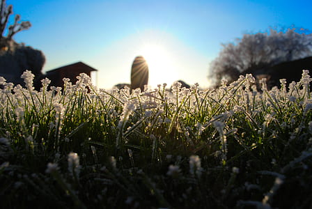 close up photo of white petaled flowers thumbnail