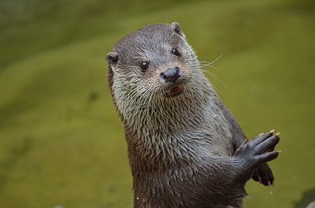 black wet weasel thumbnail