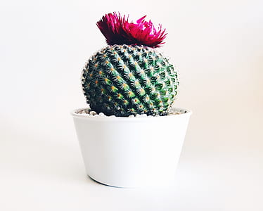 cactus in white pot on white surface thumbnail