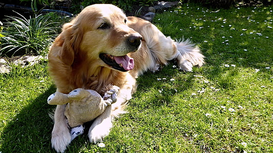 adult golden retriever prone lying on green grass field at daytime thumbnail