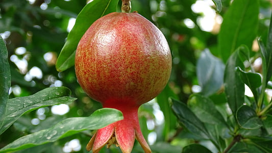 red pomegranate thumbnail