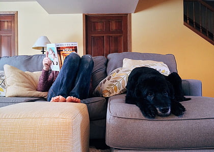 adult black Labrador retriever beside person sitting thumbnail