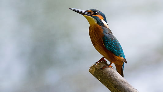 Close-up of Bird Perching on Branch thumbnail