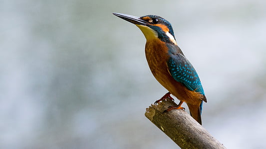 blue and brown bird thumbnail