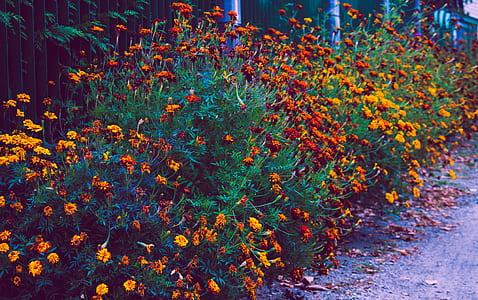 light, flowers, summer, shrub thumbnail