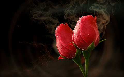 selective focus photography of red rose with smoke thumbnail