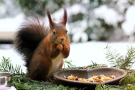 squirrel holding acorn near snow-covered field during daytime thumbnail