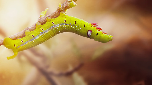 green caterpillar on brown branch macro shot thumbnail