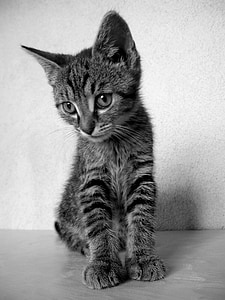 silver tabby kitten near white wall thumbnail
