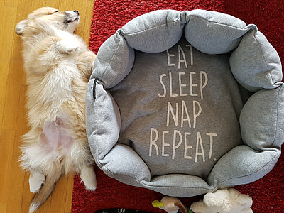medium-coated tan puppy and gray and white pet bed thumbnail