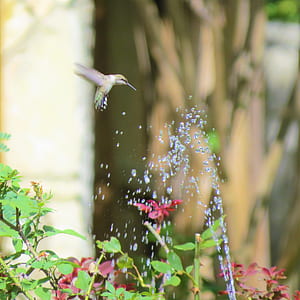 brown and green hummingbird flying near green leaf plants thumbnail