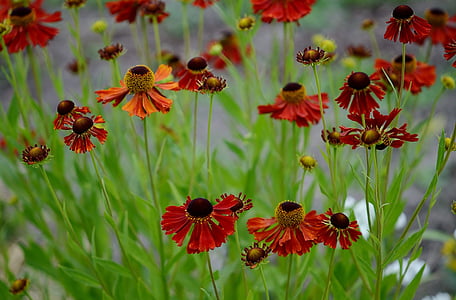 tilt-shift lense photo of red flowers thumbnail