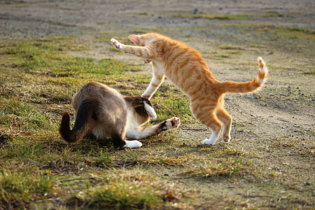 orange tabby cat and gray and white cat playing on green grass taken during daytime thumbnail