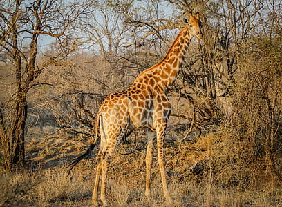 wildlife photography of giraffe thumbnail