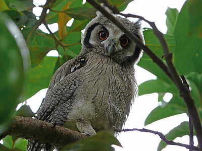 white and gray owl on green tree thumbnail