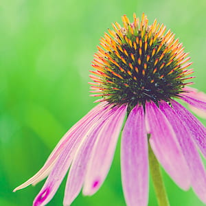 nature, purple, garden, petals thumbnail