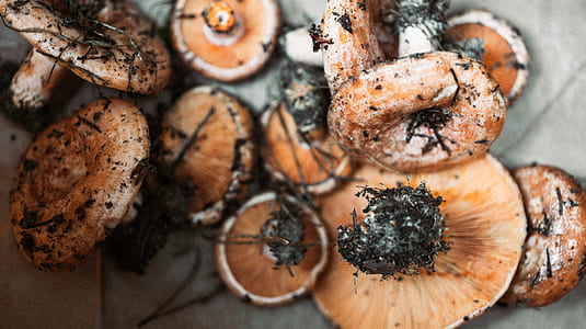 pile of brown mushrooms on gray surface thumbnail