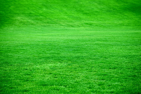 green grass meadow thumbnail