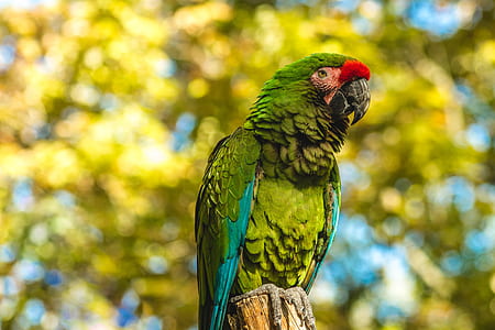 shallow focus photography of green parrot on tree branch thumbnail