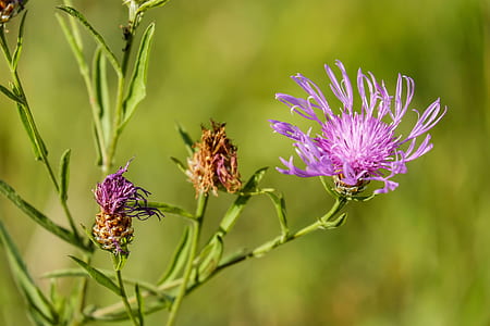 selective focus photography of purple cornflowers thumbnail
