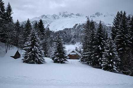 pine trees covered with snow during day time thumbnail
