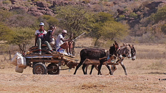 three men riding on brown wooden trailer at daytime thumbnail
