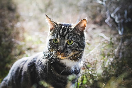 selective photography of silver tabby cat thumbnail