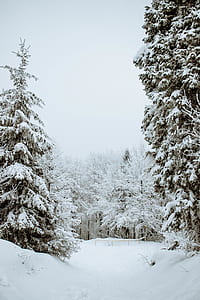 pine tree covered with snow thumbnail