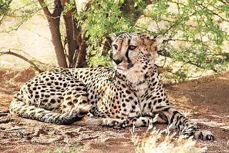 resting brown and black cheetah under green leaf plant thumbnail