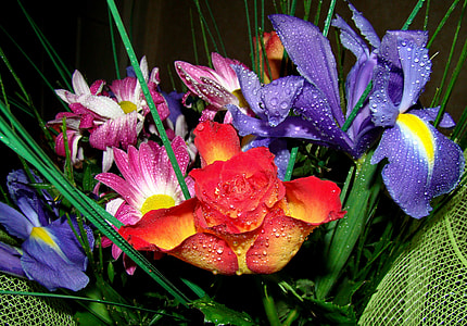 purple, red and pink flower thumbnail