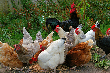 brood of chickens eating seeds thumbnail