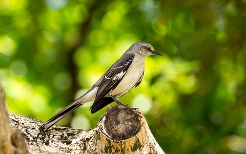 selective focus photography of white and black bird perching on white and brown tree branch thumbnail