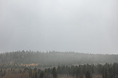 forest, tree, fog, landscape, mist, wood thumbnail