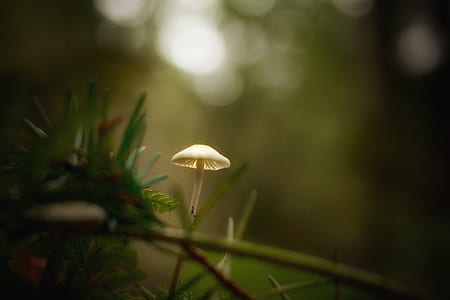 white mushroom in selective-focus photography thumbnail