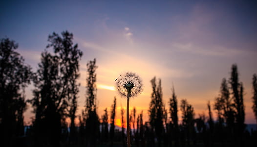 shallow focus photography of dandelion thumbnail