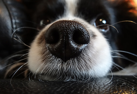 closeup photo of black and white border collie's nose thumbnail