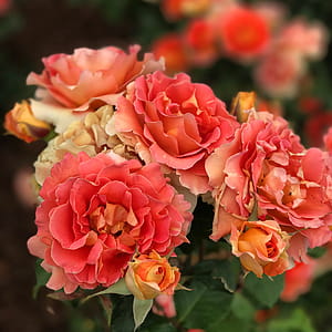 Close-Up Photography of Pink Flowers thumbnail