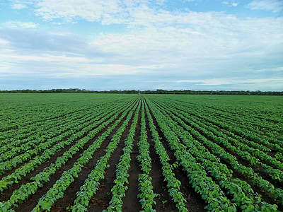 field filled with green leafed plants thumbnail