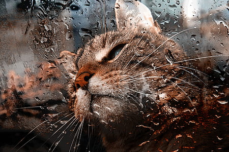 brown cat thumbnail