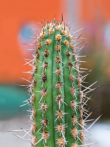close up photograph of cactus thumbnail