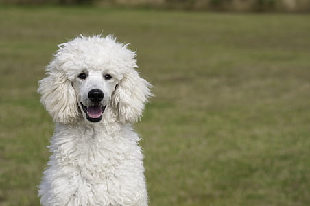 photographed of long-coated white dog thumbnail