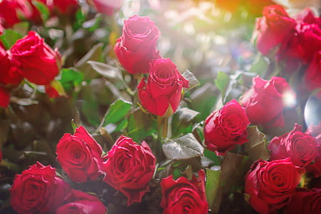 Valentine’s Day, A huge bouquet of roses for a woman thumbnail