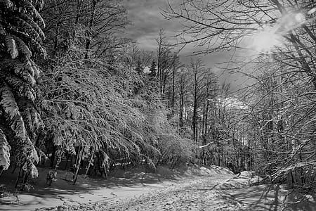 snow covered trees during winter thumbnail