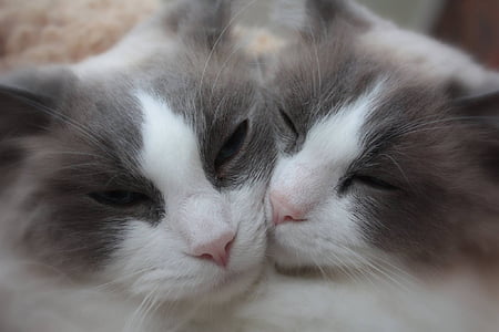 two gray-and-white cats thumbnail