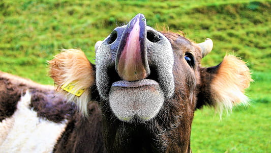 brown and white cattle with tongue out near green grass field thumbnail