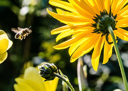 bumblebee near on white petaled flowers during daytime thumbnail