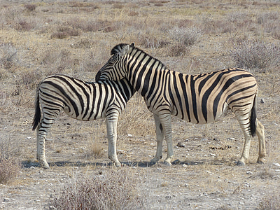 two zebra facing each other during daytime thumbnail