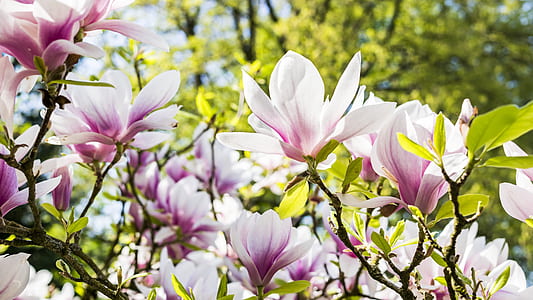white-and-purple petaled flowers thumbnail